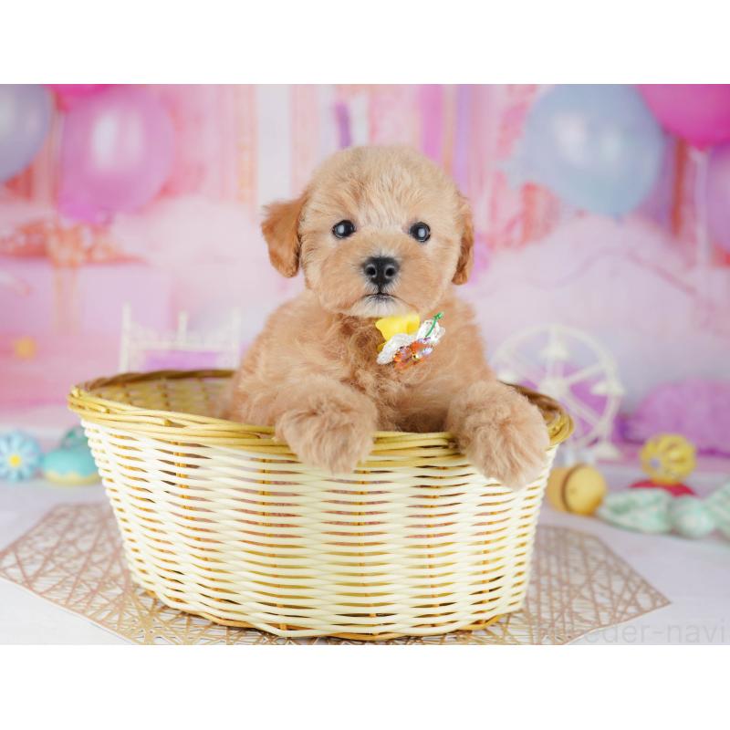 販売中の千葉県のトイプードル-441205の4枚目