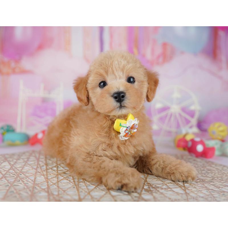 販売中の千葉県のトイプードル-441205の2枚目