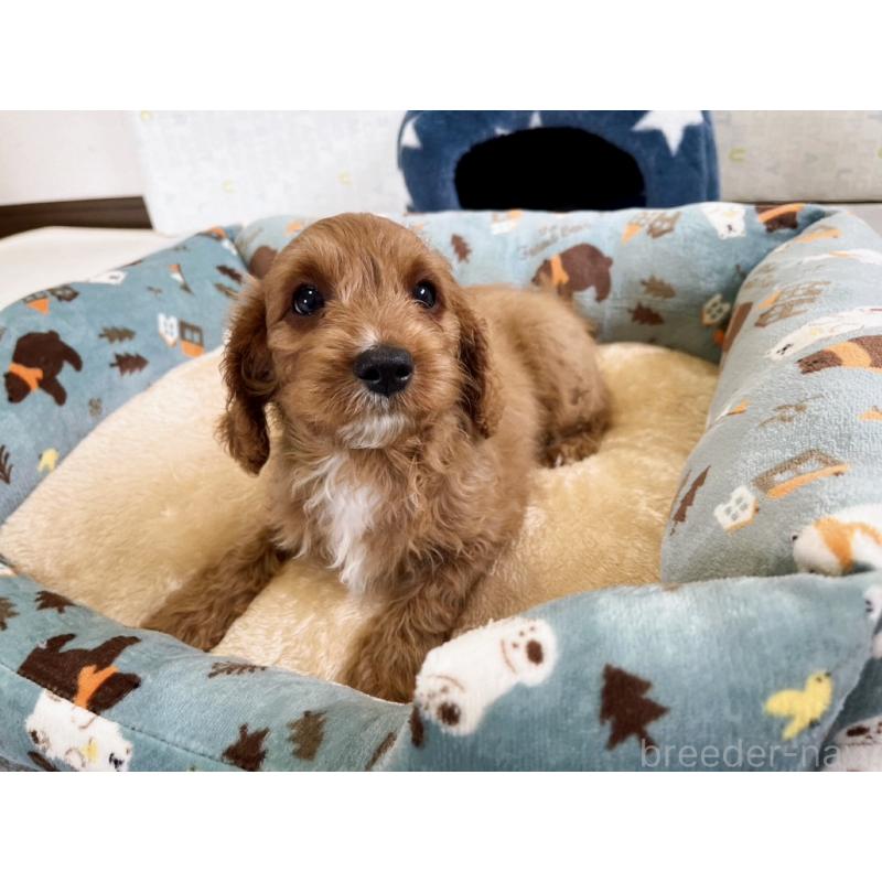 販売中の福岡県のキャバプー:キャバリア×トイプードル-429268の7枚目