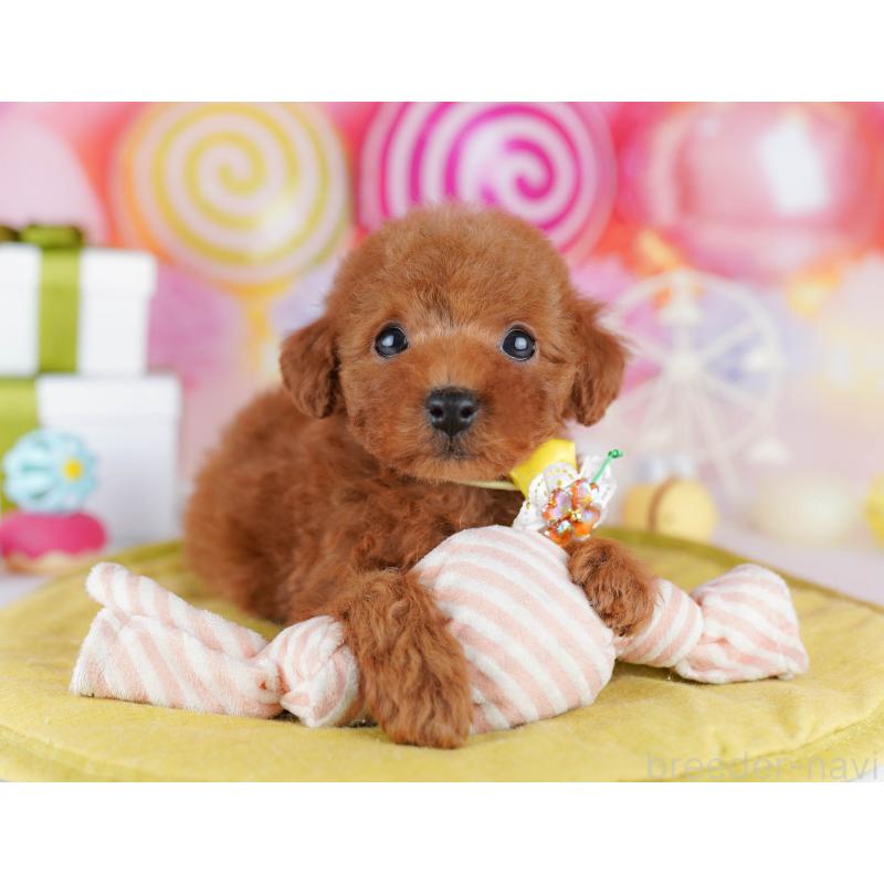 販売中の千葉県のタイニープードル-441216の5枚目