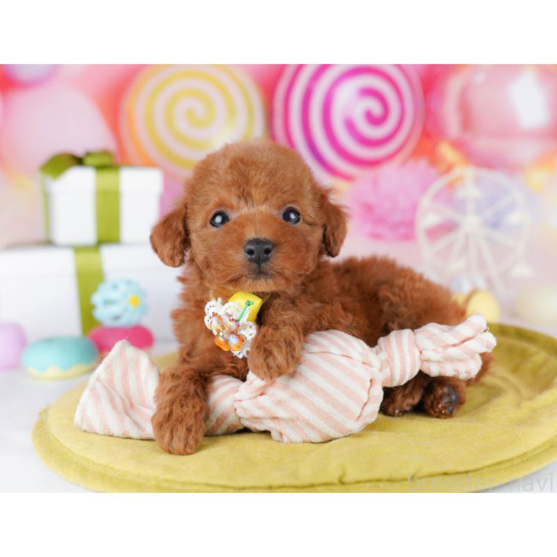 販売中の千葉県のタイニープードル-441216の4枚目