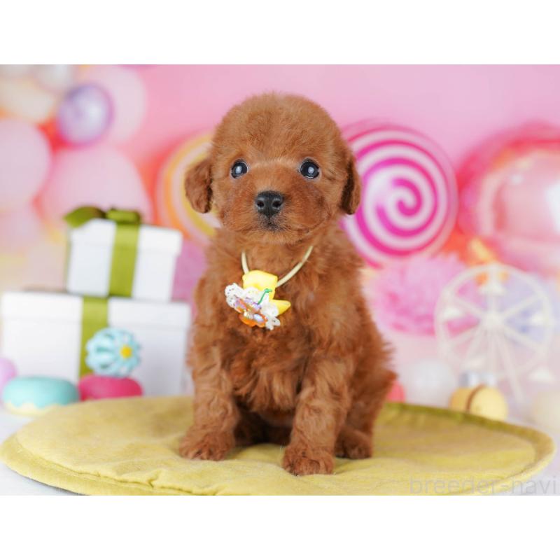 販売中の千葉県のタイニープードル-441216の3枚目