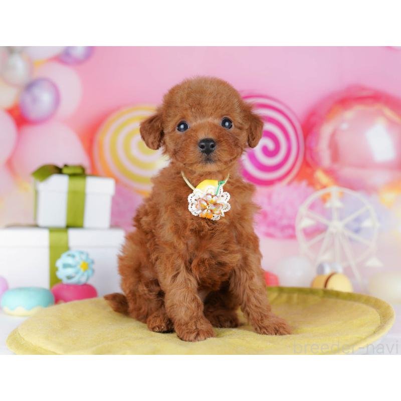 販売中の千葉県のタイニープードル-441216の2枚目