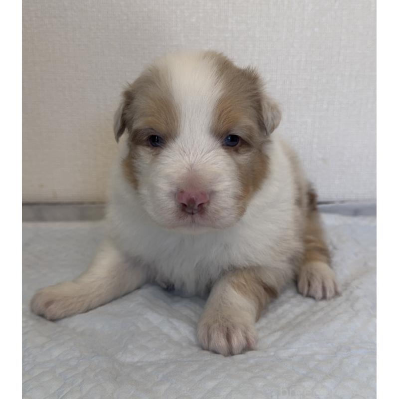 成約済の山梨県のオーストラリアンシェパード-436370の8枚目