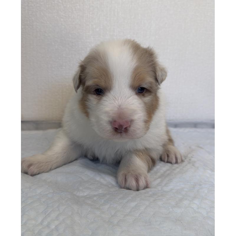 成約済の山梨県のオーストラリアンシェパード-436370の6枚目