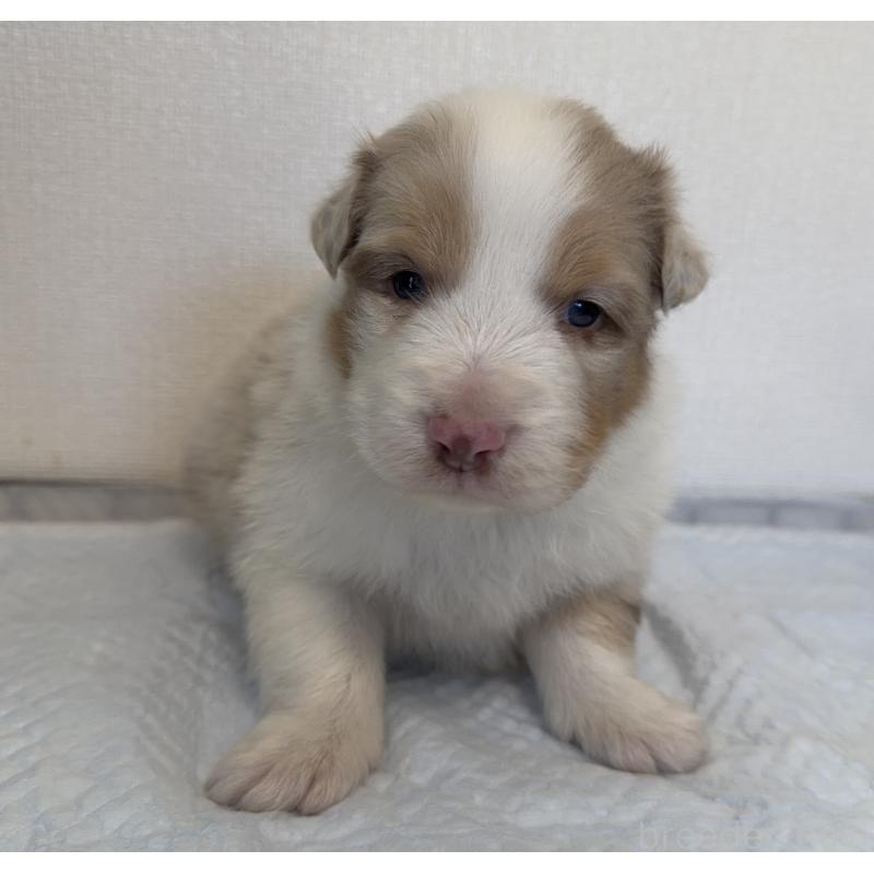 成約済の山梨県のオーストラリアンシェパード-436370の5枚目