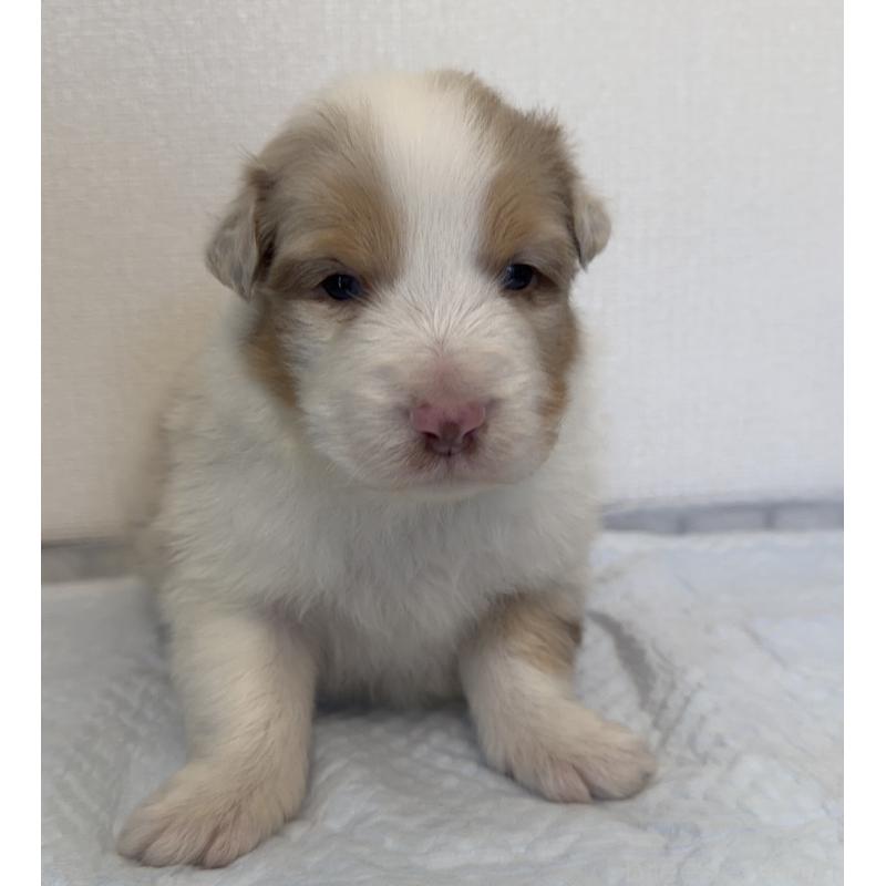 成約済の山梨県のオーストラリアンシェパード-436370の4枚目