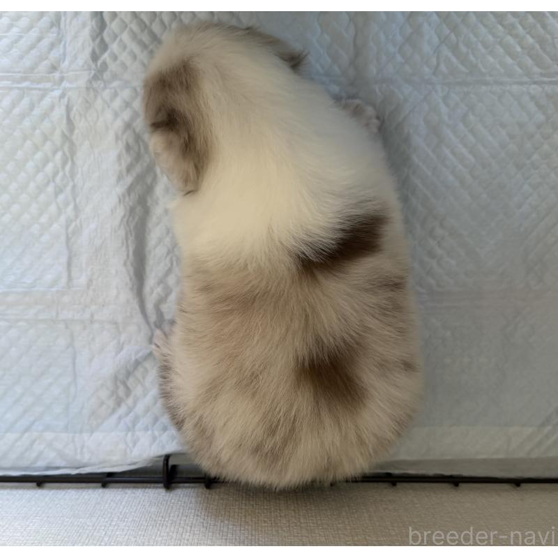 成約済の山梨県のオーストラリアンシェパード-436370の3枚目