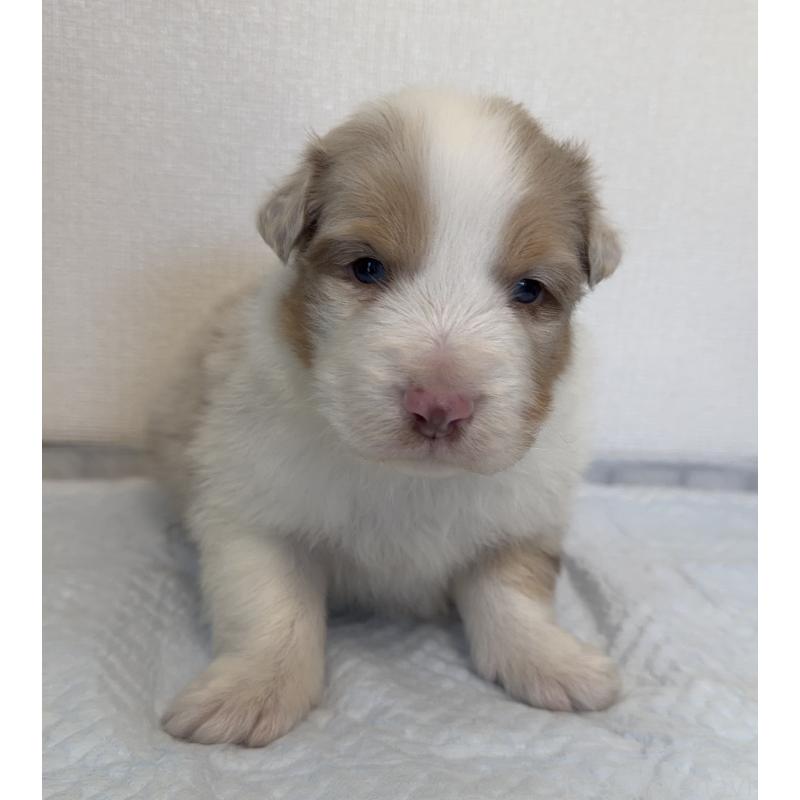 成約済の山梨県のオーストラリアンシェパード-436370の2枚目