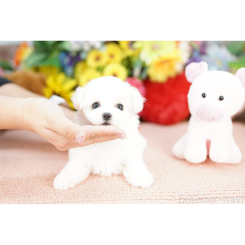 販売中の埼玉県のビションフリーゼ-441220の4枚目