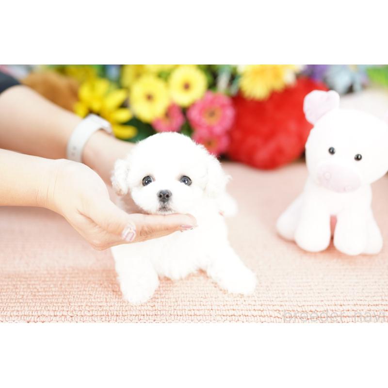 販売中の埼玉県のビションフリーゼ-441220の3枚目