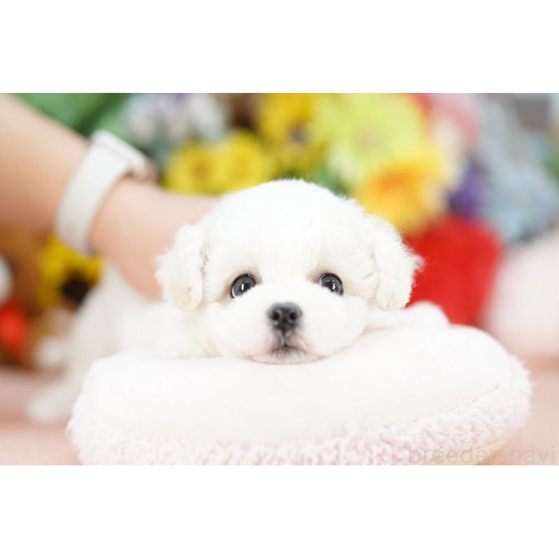 販売中の埼玉県のビションフリーゼ-441220の2枚目