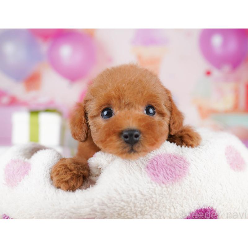 販売中の千葉県のタイニープードル-441221の5枚目