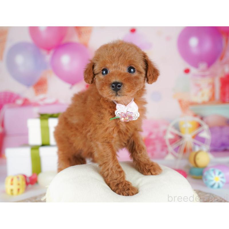 販売中の千葉県のタイニープードル-441221の4枚目