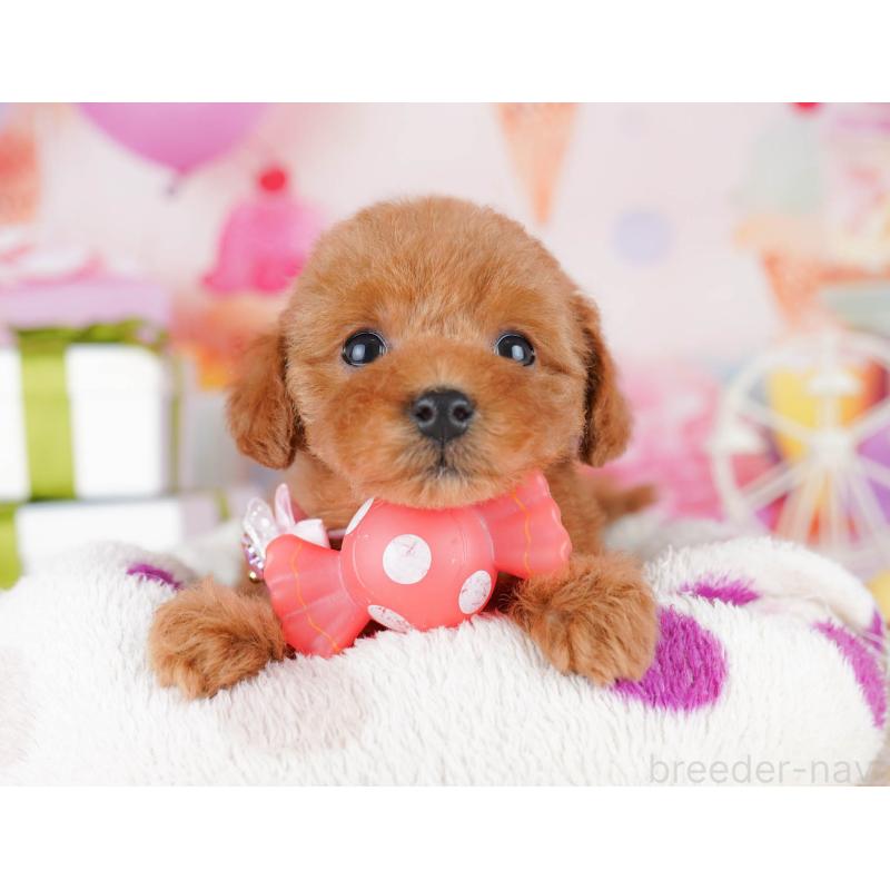 販売中の千葉県のタイニープードル-441221の3枚目