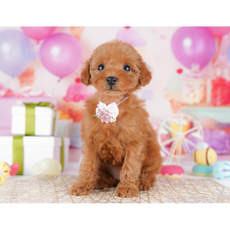 販売中の千葉県のタイニープードル-441221の2枚目