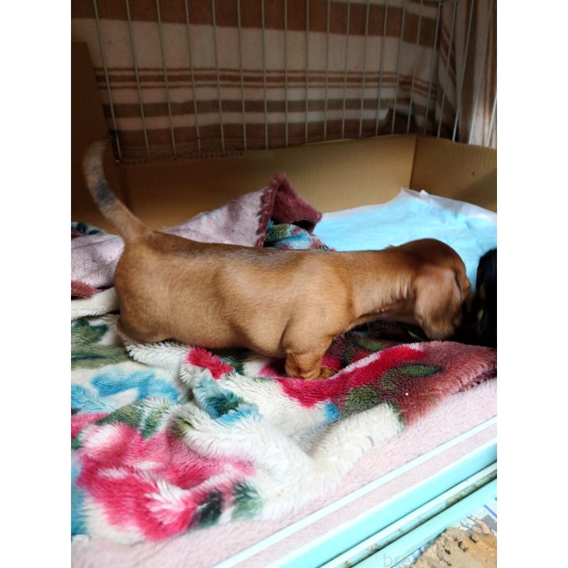 販売中の長野県のミニチュアダックスフンド(スムースヘアード)-441213の10枚目