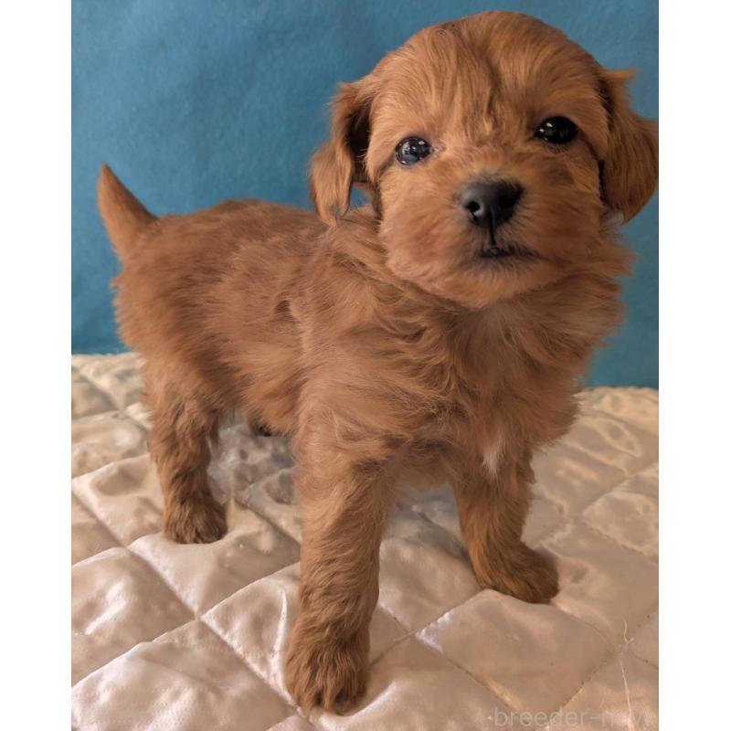 販売中の埼玉県のマルプー:マルチーズ×トイプードル-437684