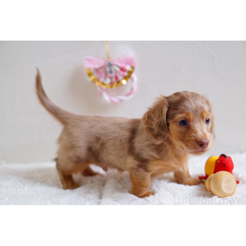 販売中の熊本県のミニチュアダックスフンド(ロングヘアード)-441245の5枚目