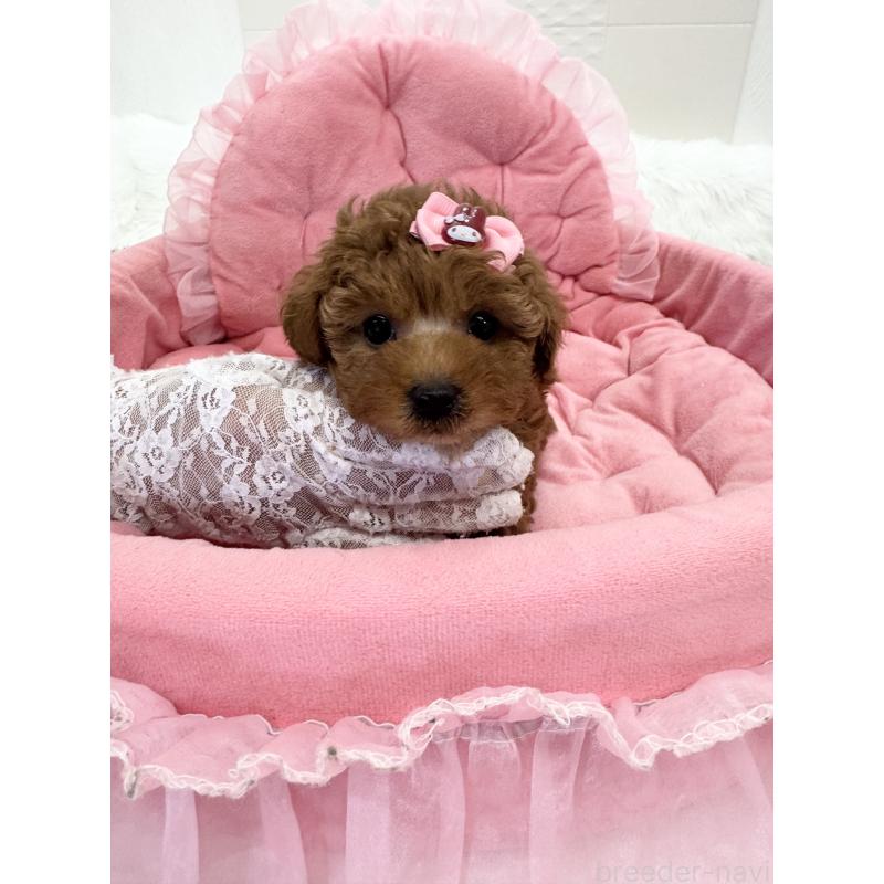 販売中の山梨県のティーカッププードル-441224の5枚目