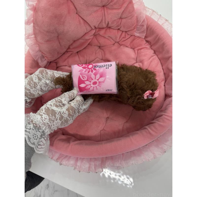 販売中の山梨県のティーカッププードル-441224の4枚目