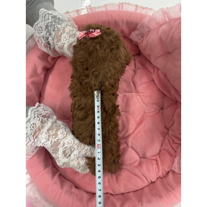 販売中の山梨県のティーカッププードル-441224の3枚目