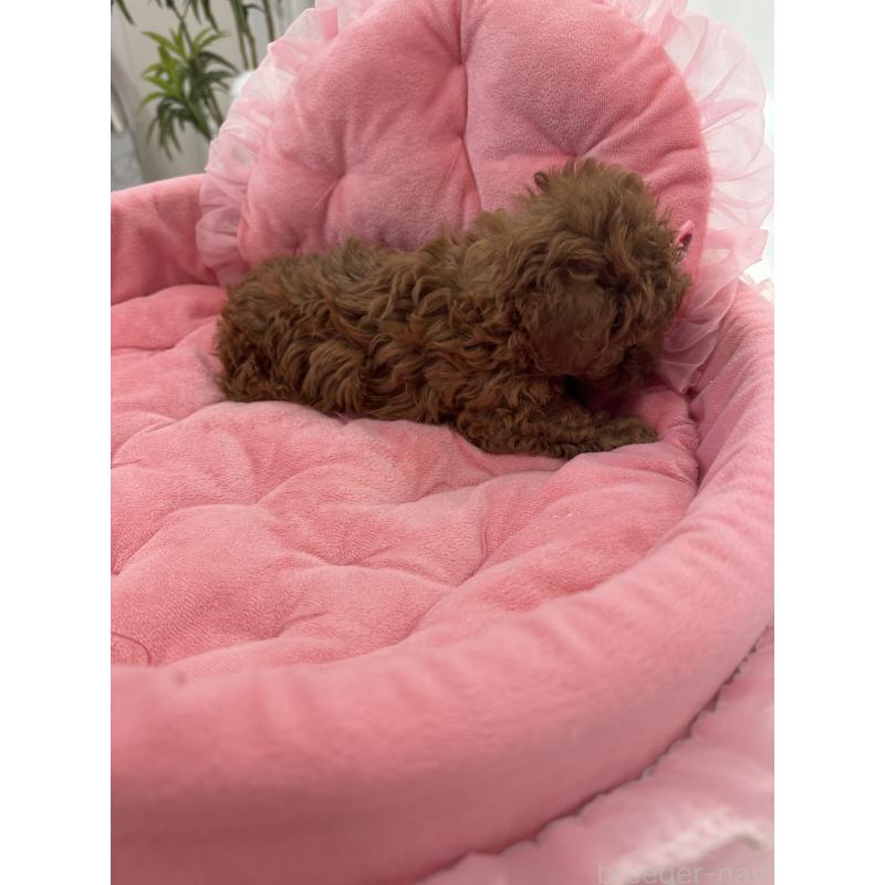 販売中の山梨県のティーカッププードル-441224の2枚目