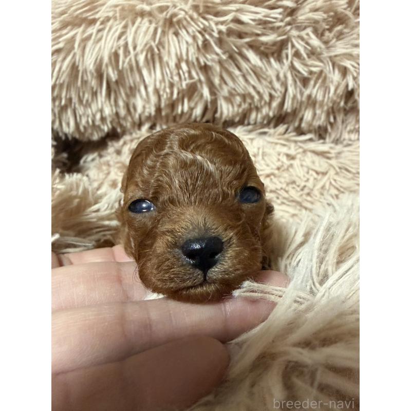 販売中の岡山県のティーカッププードル-441225の2枚目