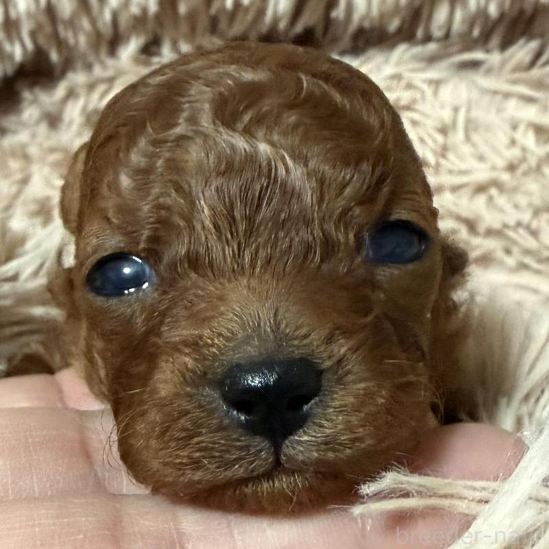 販売中の岡山県のティーカッププードル-441225の1枚目