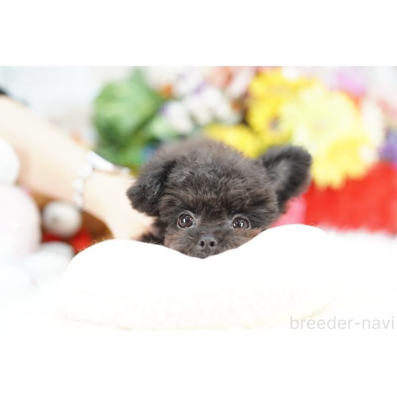 販売中の埼玉県のチワプー:チワワ×トイプードル-441227の3枚目