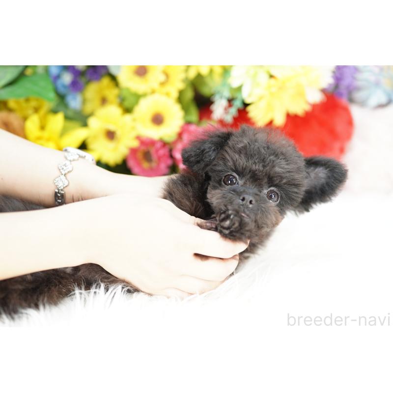 販売中の埼玉県のチワプー:チワワ×トイプードル-441227の2枚目