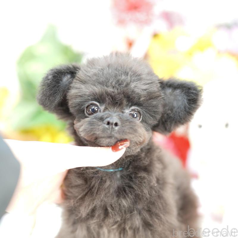 販売中の埼玉県のチワプー:チワワ×トイプードル-441227の1枚目