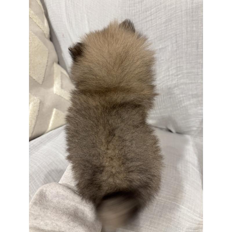 販売中の福岡県のポメラニアン-441228の2枚目