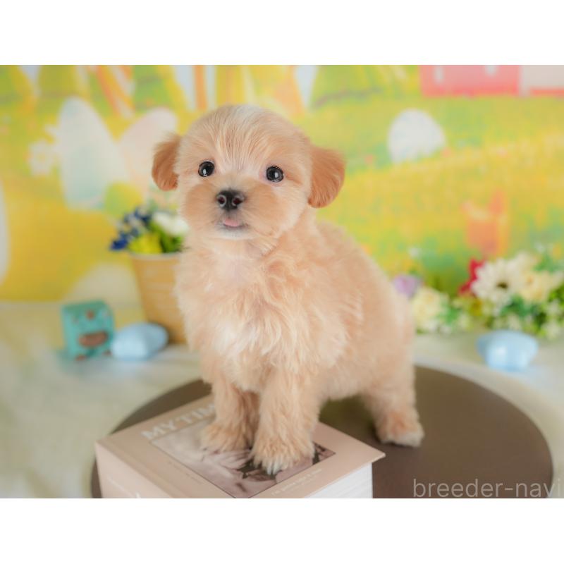 販売中の栃木県のマルプー:マルチーズ×トイプードル-441223の7枚目