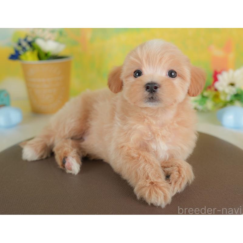 販売中の栃木県のマルプー:マルチーズ×トイプードル-441223の4枚目