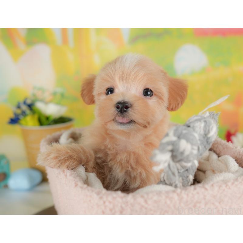 販売中の栃木県のマルプー:マルチーズ×トイプードル-441223の3枚目