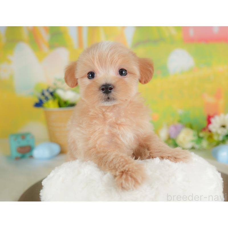 販売中の栃木県のマルプー:マルチーズ×トイプードル-441223の2枚目