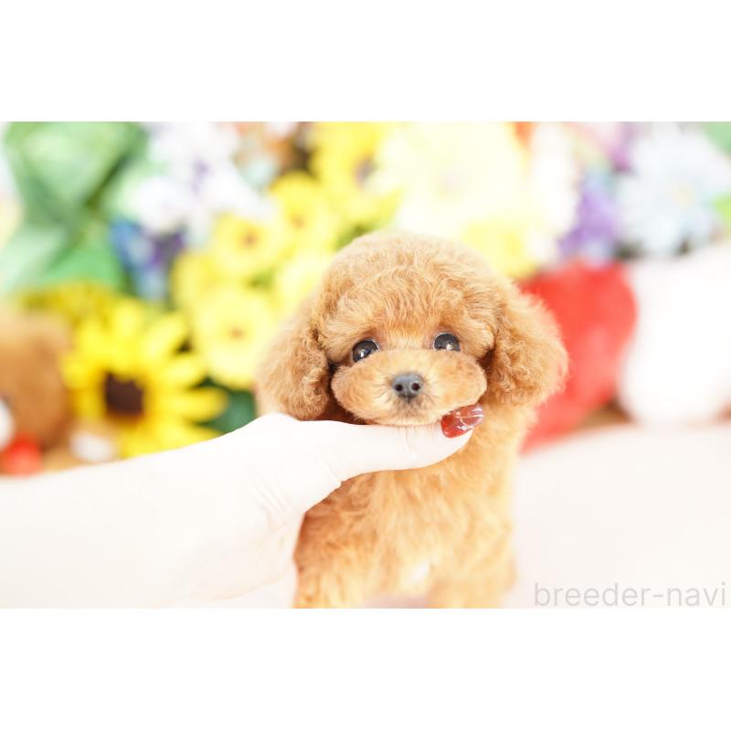 販売中の埼玉県のトイプードル-441229の4枚目