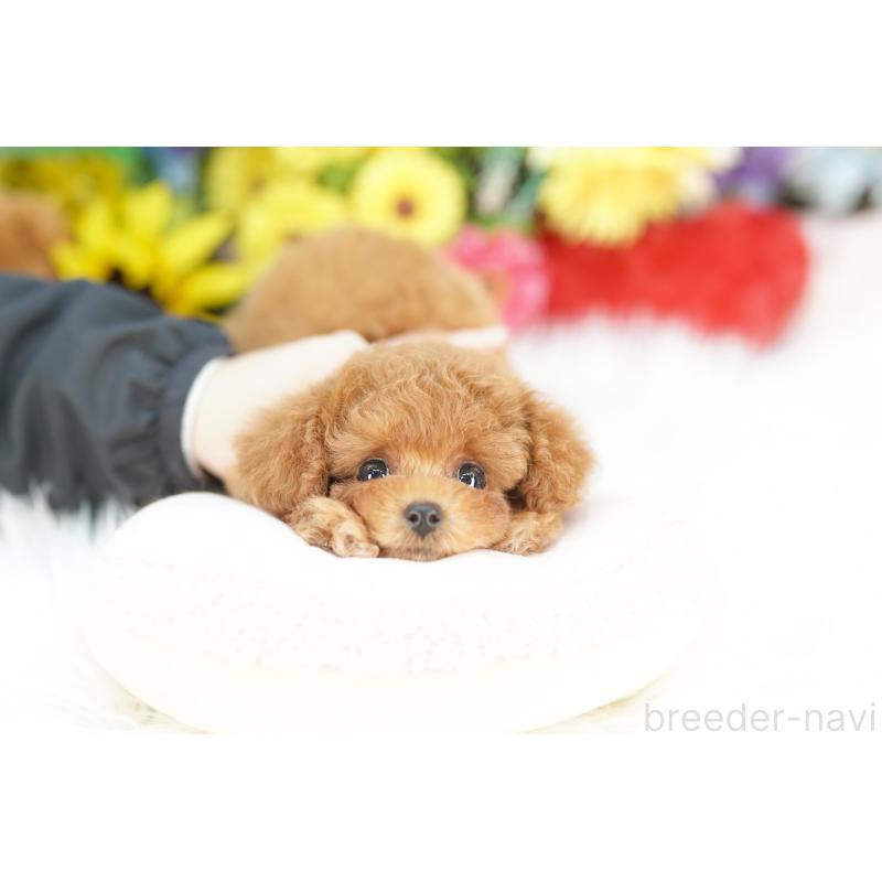 販売中の埼玉県のトイプードル-441229の2枚目