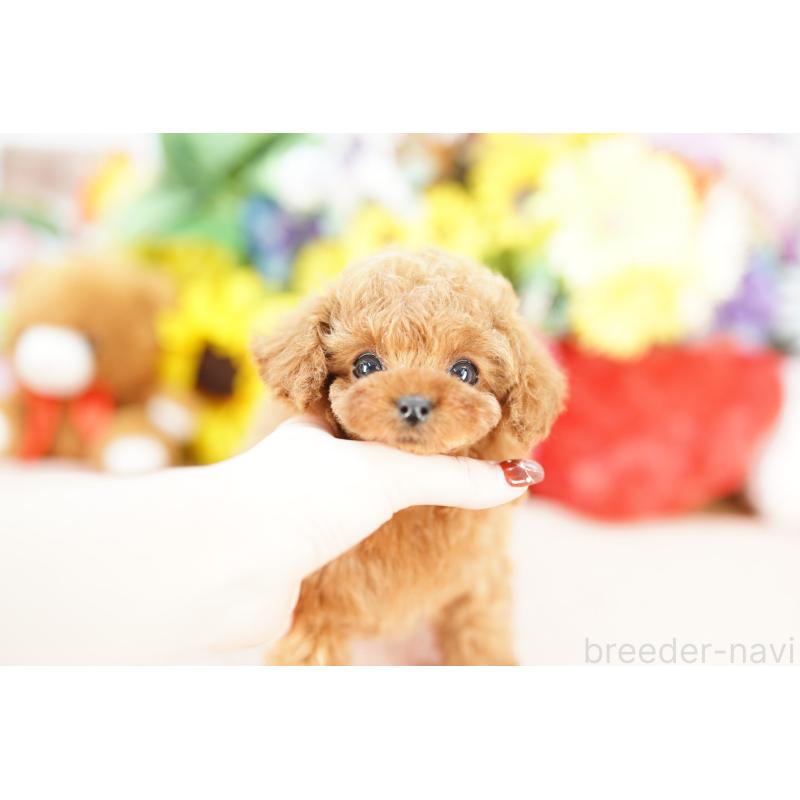 販売中の埼玉県のトイプードル-441230の4枚目