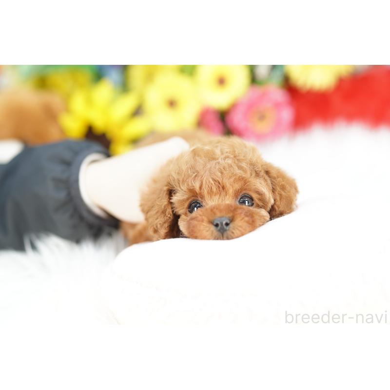 販売中の埼玉県のトイプードル-441230の3枚目