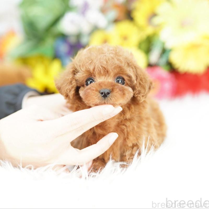 販売中の埼玉県のトイプードル-441230