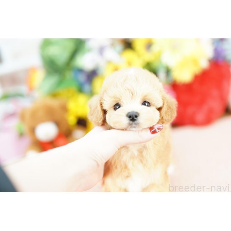 販売中の埼玉県のマルプー:マルチーズ×トイプードル-441231の4枚目