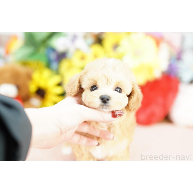 販売中の埼玉県のマルプー:マルチーズ×トイプードル-441231の3枚目