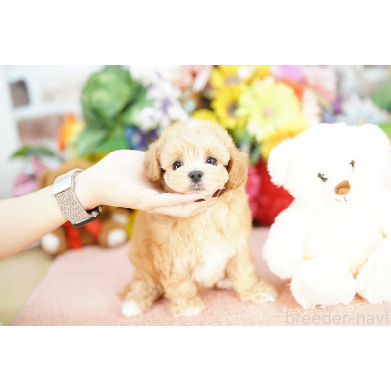 販売中の埼玉県のマルプー:マルチーズ×トイプードル-441231の2枚目