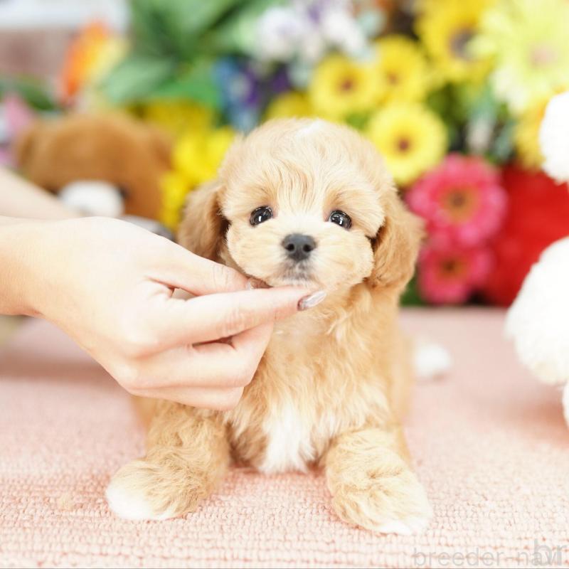 販売中の埼玉県のマルプー:マルチーズ×トイプードル-441231の1枚目