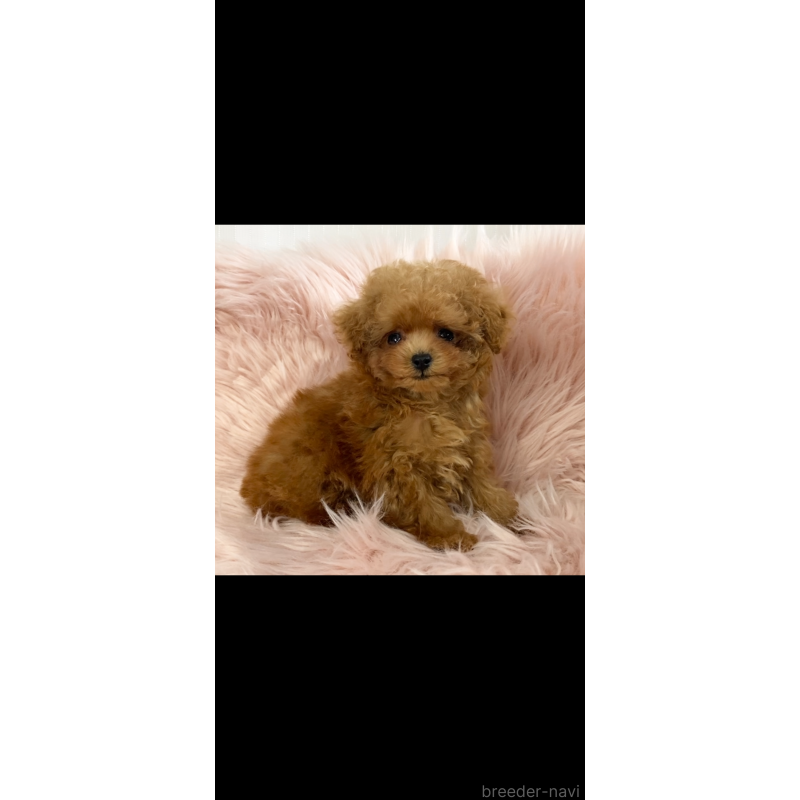 販売中の熊本県のティーカッププードル-441234の4枚目