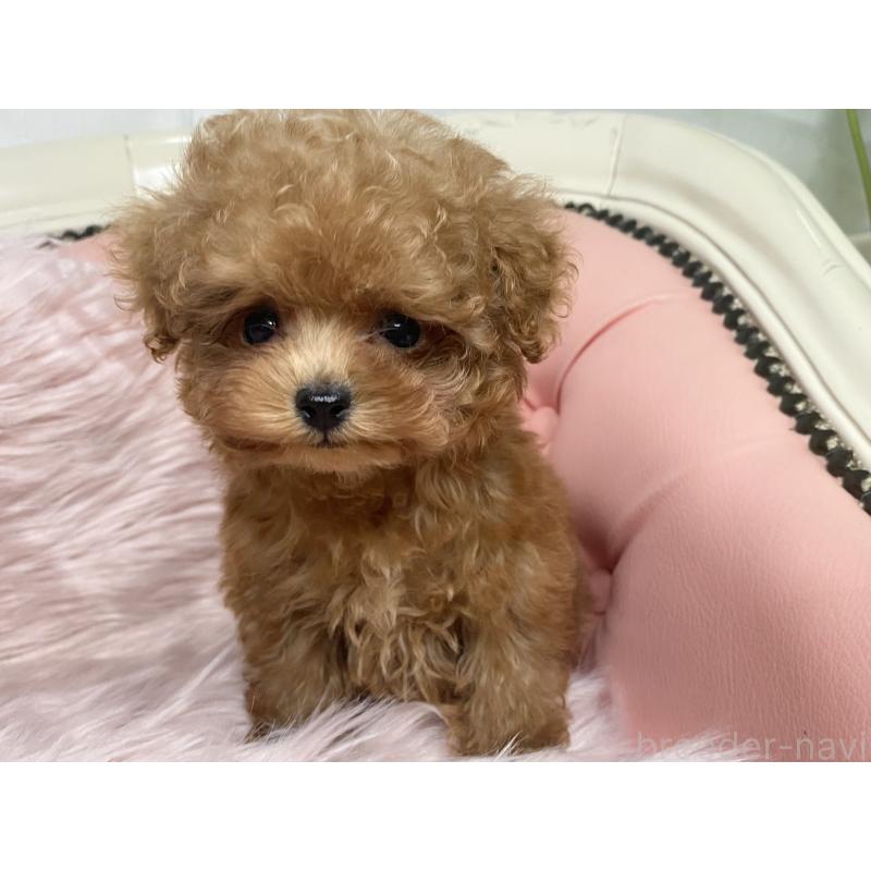 販売中の熊本県のティーカッププードル-441234の3枚目