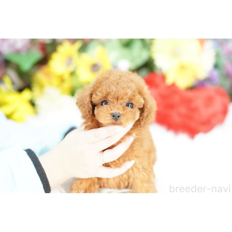 販売中の埼玉県のトイプードル-441233の4枚目