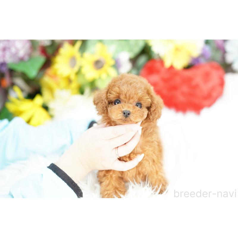 販売中の埼玉県のトイプードル-441233の3枚目